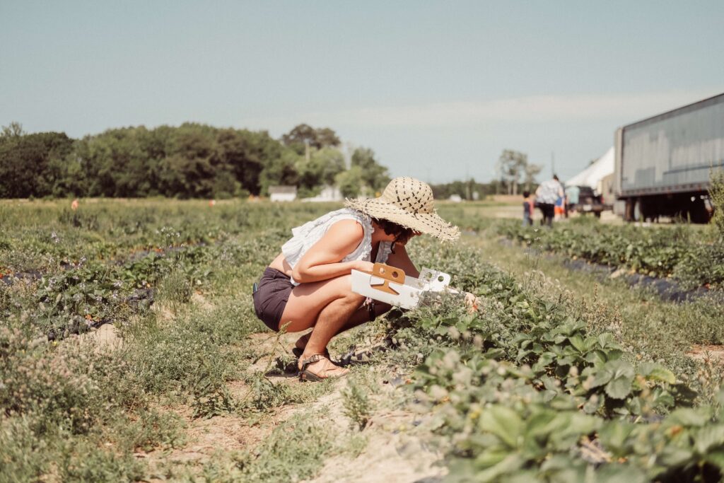 kobieta w kapeluszu zbiera truskawki na polu - praca sezonowa w Holandii a podatek w Polsce